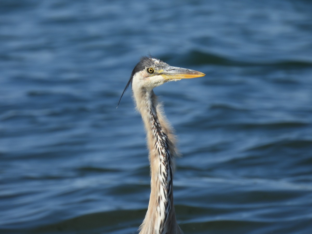 Great Blue Heron - ML622201245