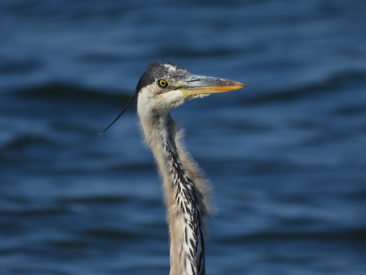 Great Blue Heron - ML622201250