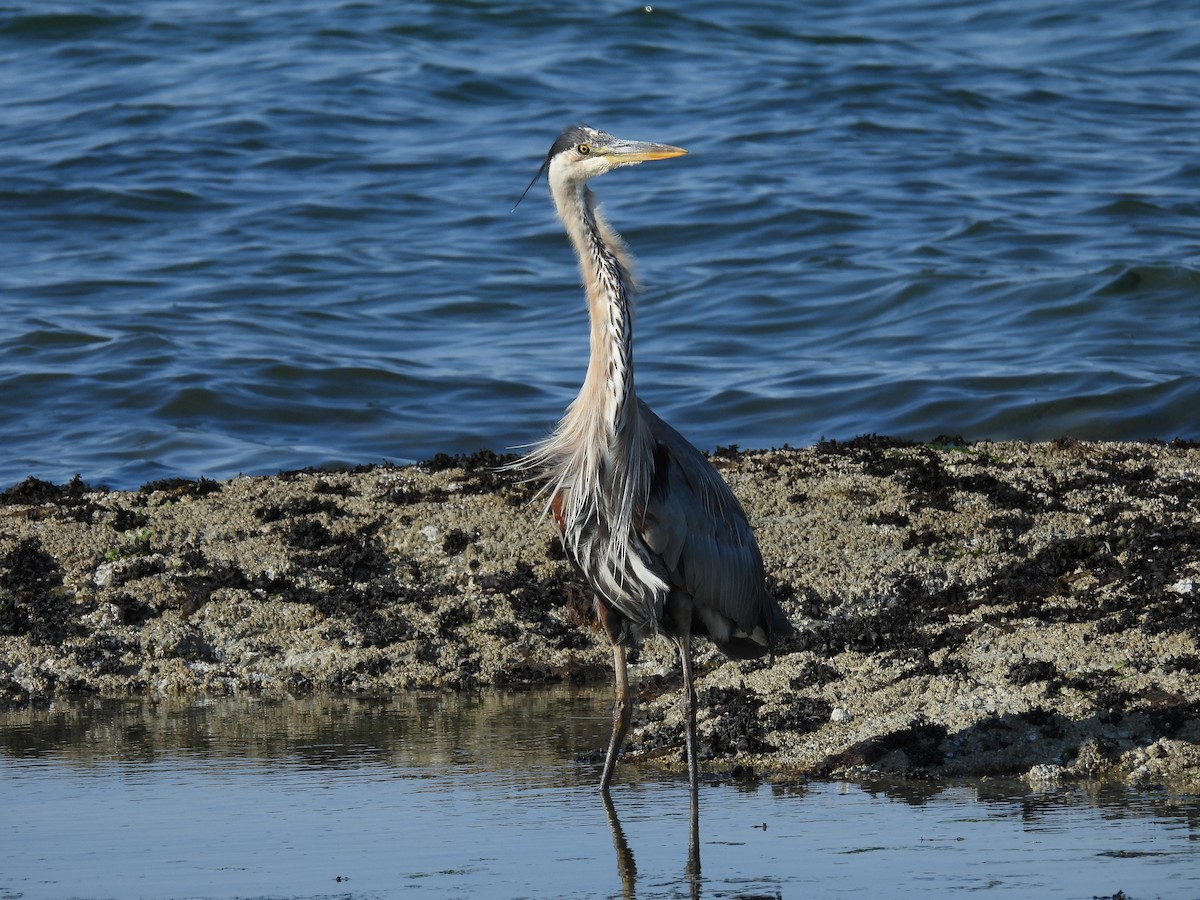 Great Blue Heron - ML622201251