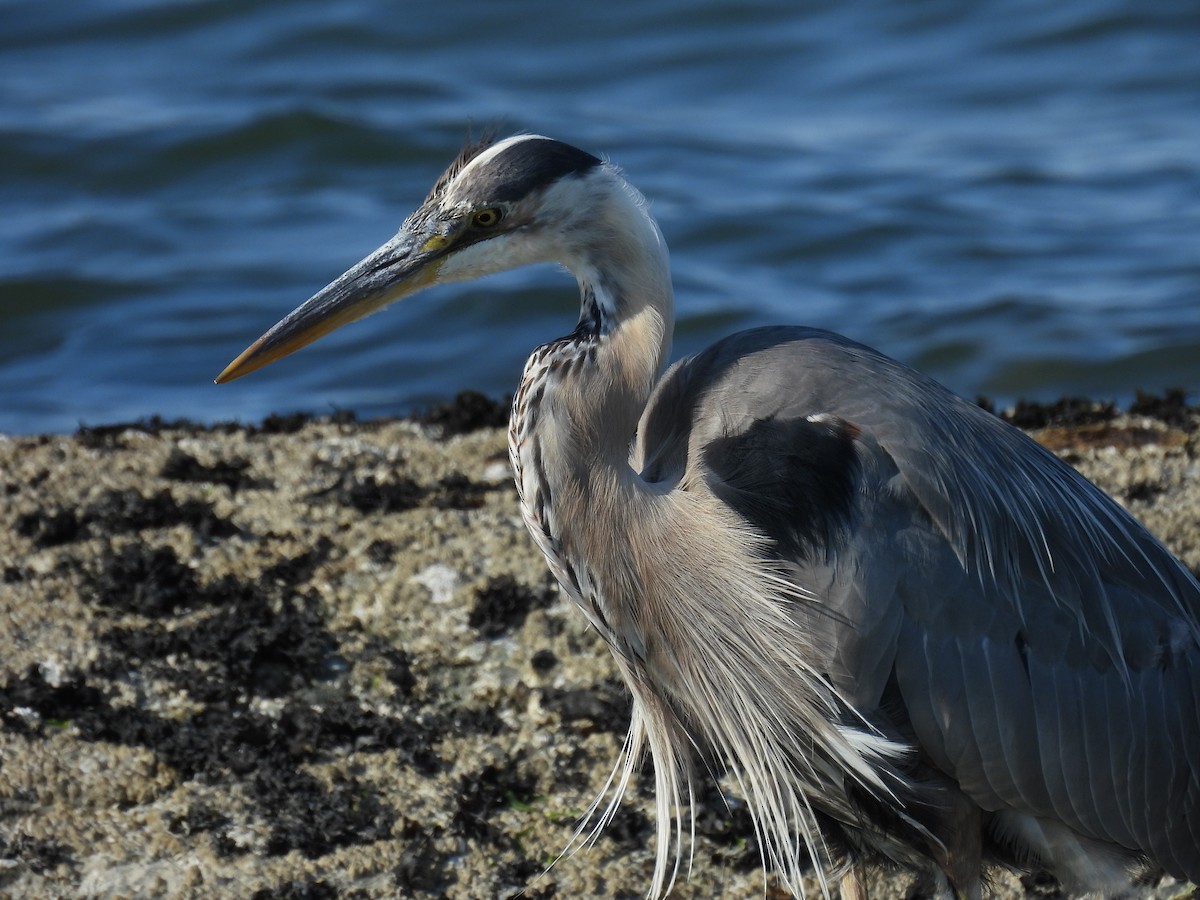 Great Blue Heron - ML622201253