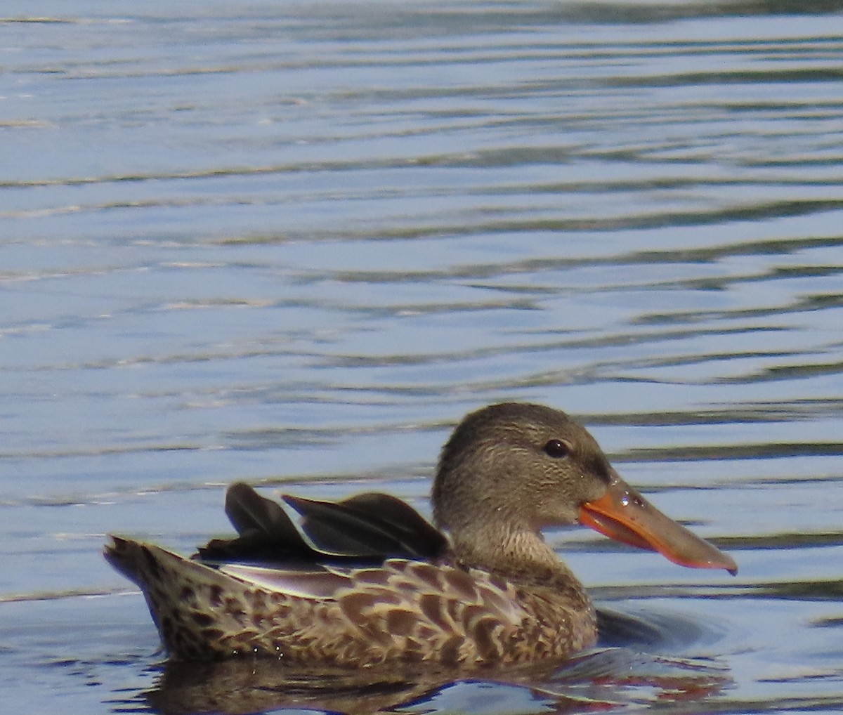 Northern Shoveler - Laura Burke