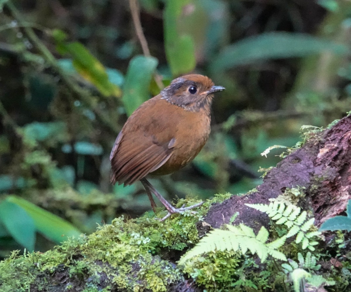 Chestnut Antpitta - ML622201320