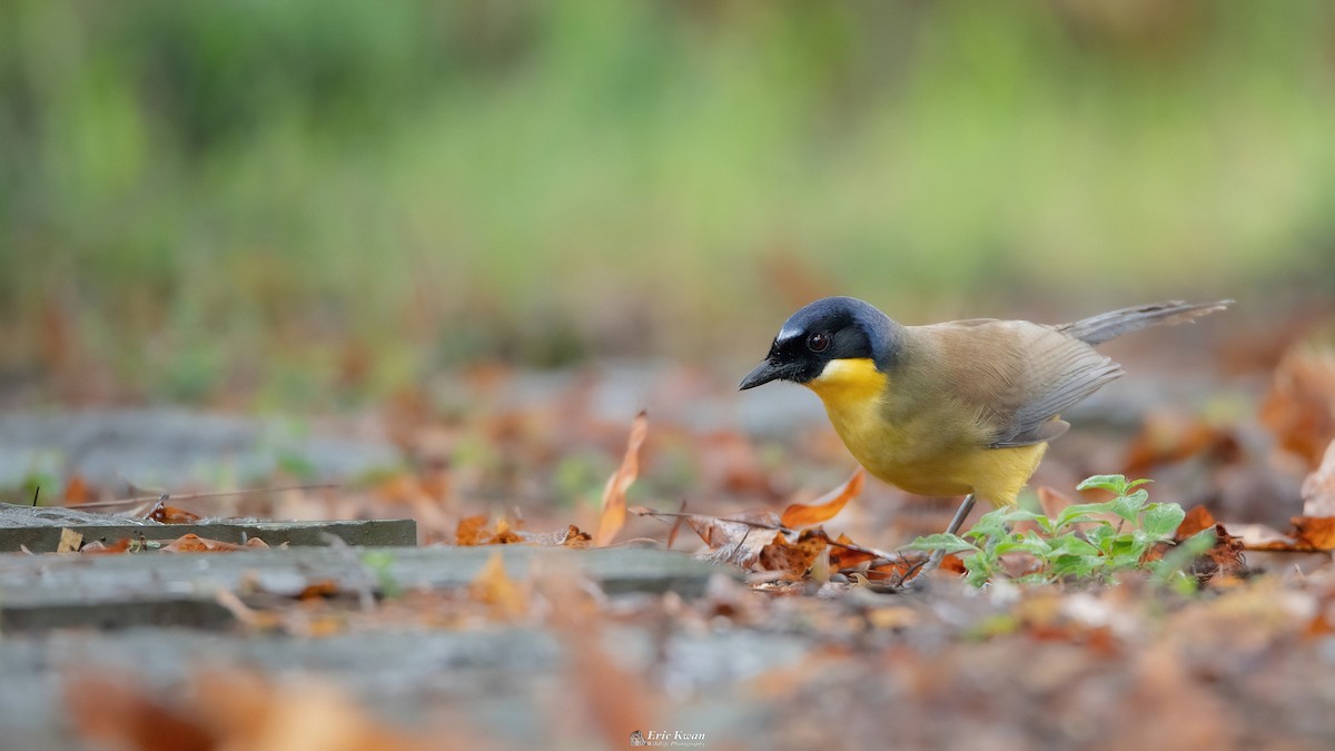 Blue-crowned Laughingthrush - ML622201375