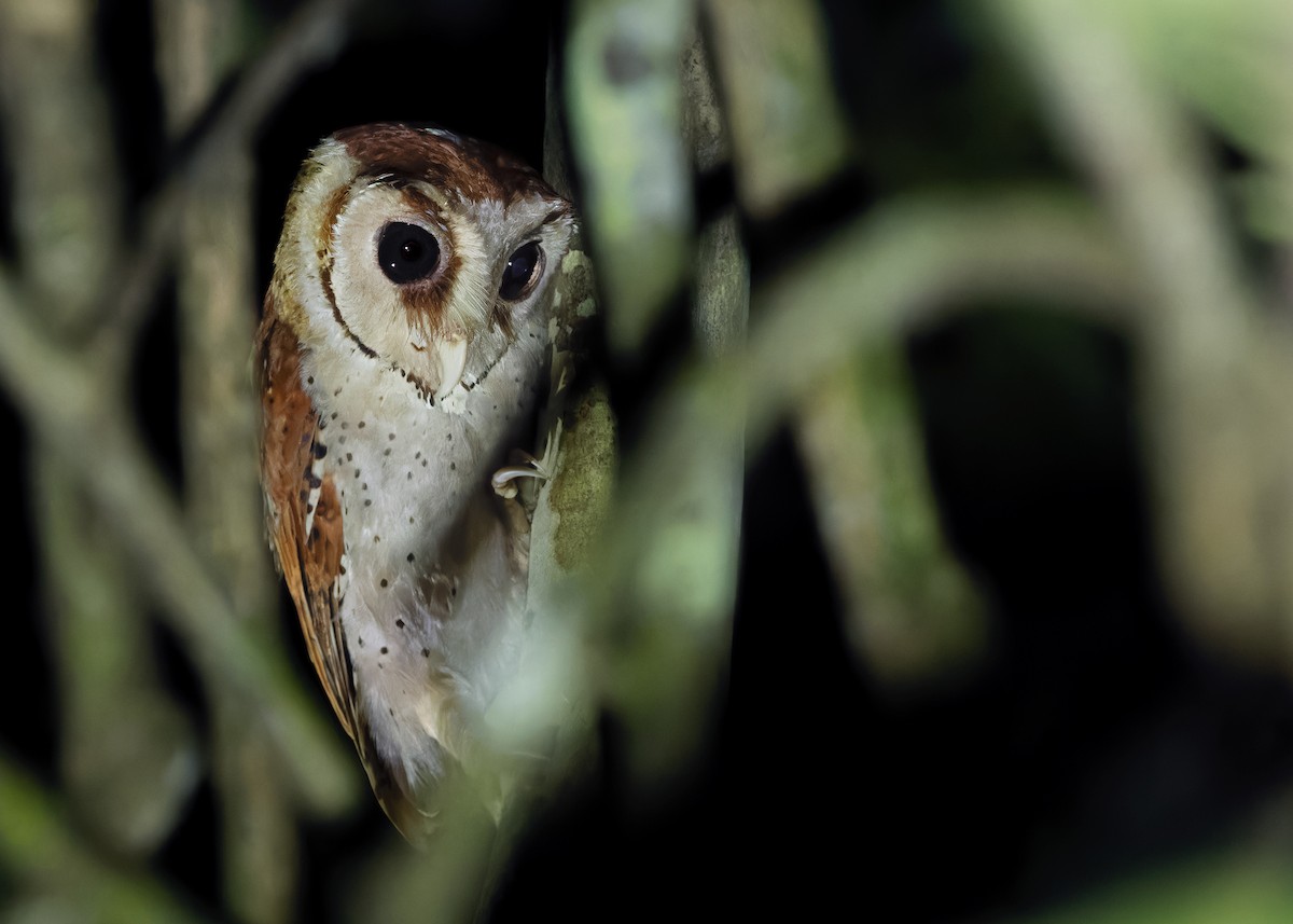 Oriental Bay-Owl - ML622201376