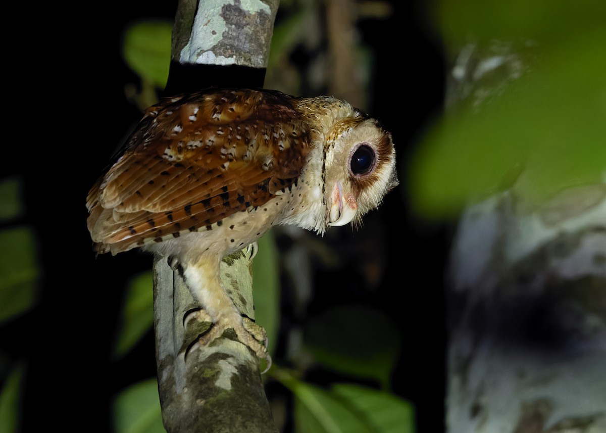 Oriental Bay-Owl - ML622201377