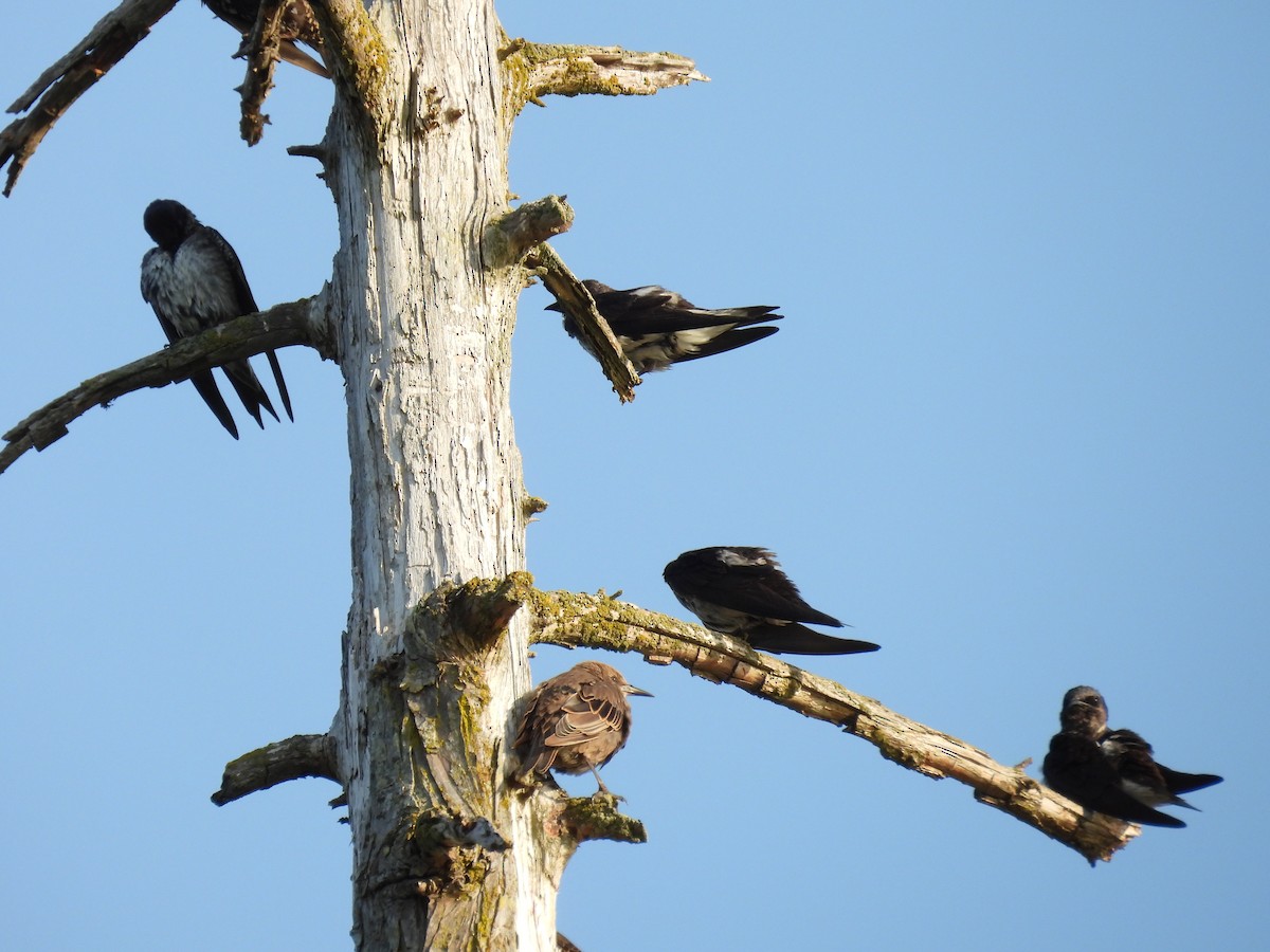 European Starling - ML622201410