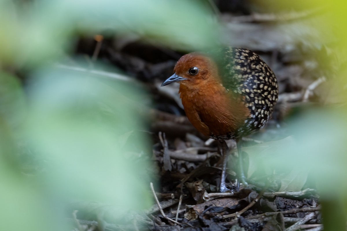 Buff-spotted Flufftail - Mike “Champ” Krzychylkiewicz