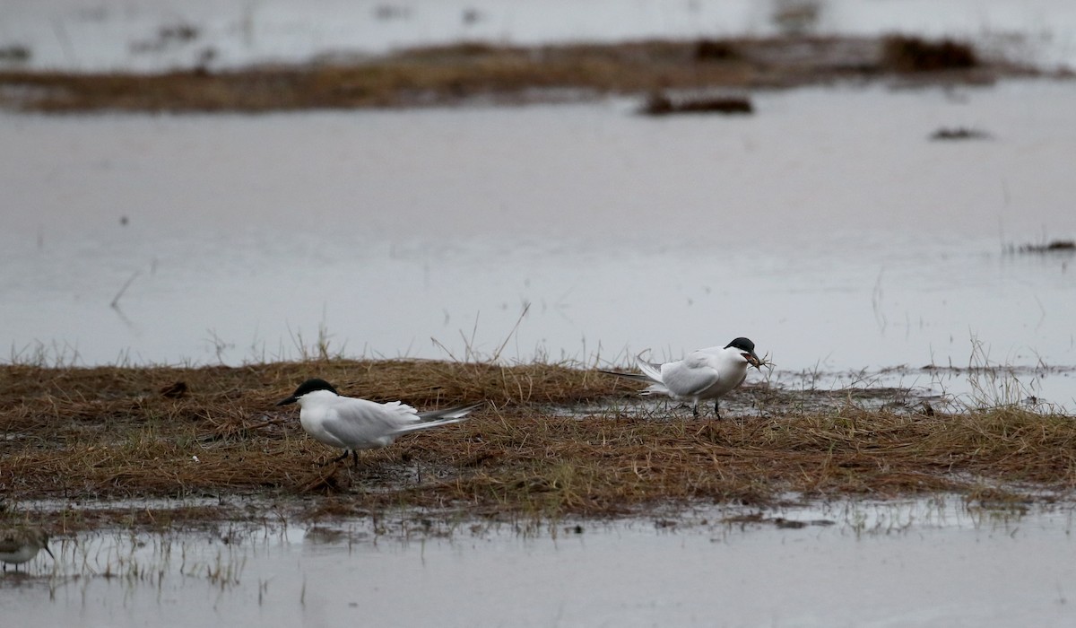 Gull-billed Tern - ML62220161