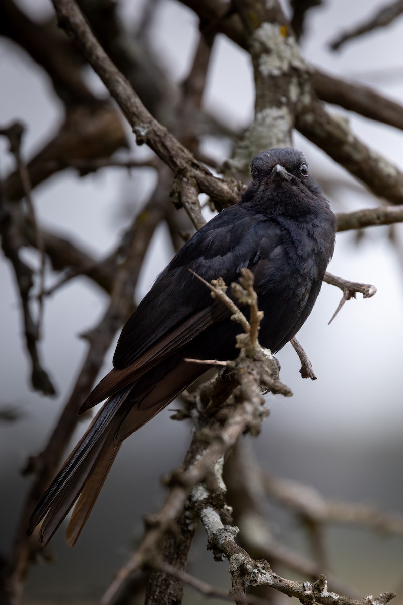 Southern Black-Flycatcher - ML622201628