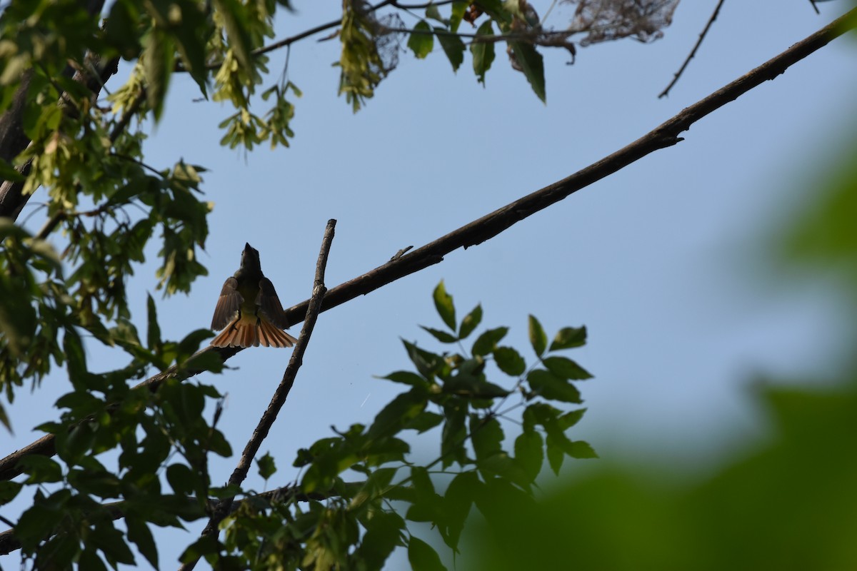 Great Crested Flycatcher - Jason Coil