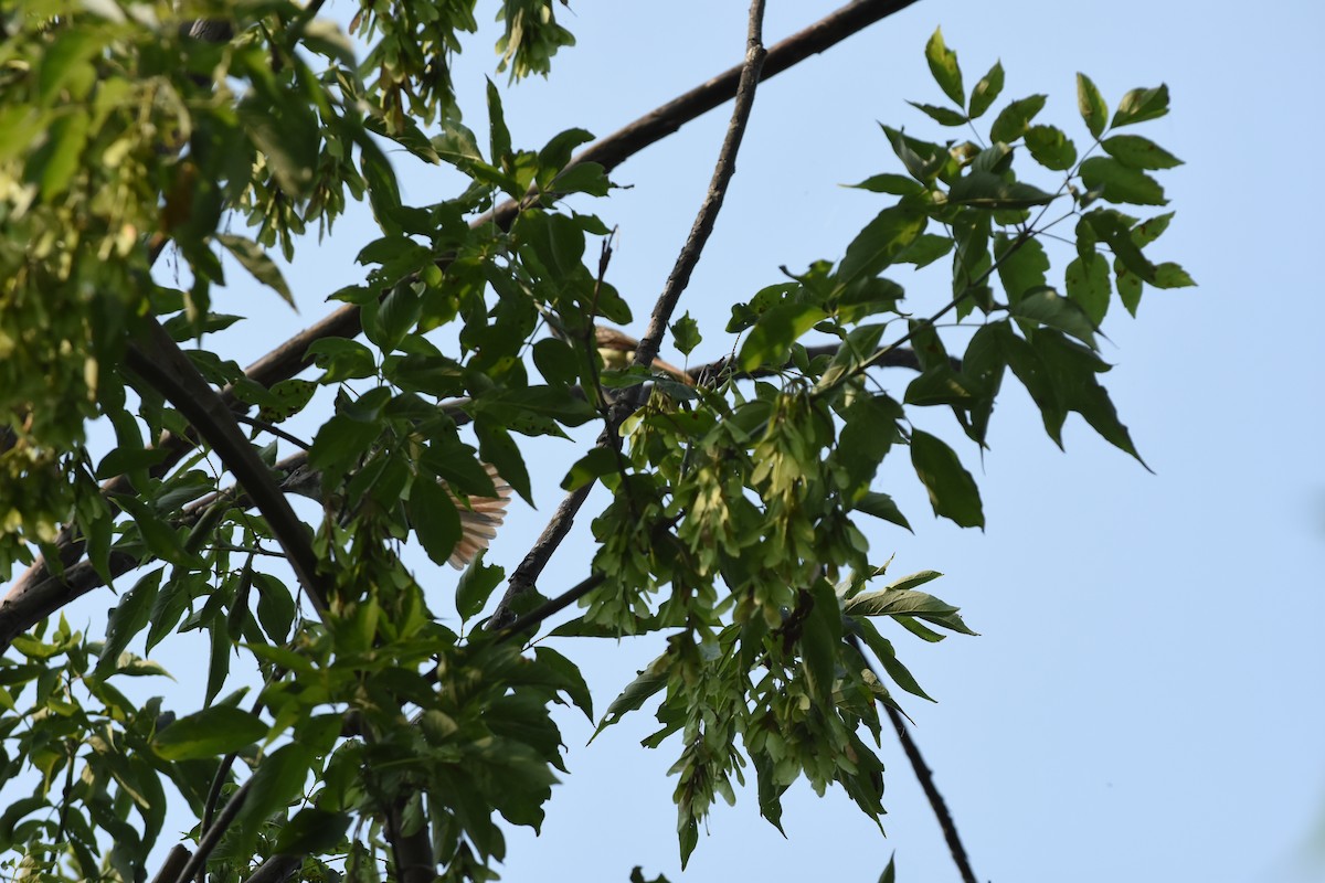 Great Crested Flycatcher - ML622201687