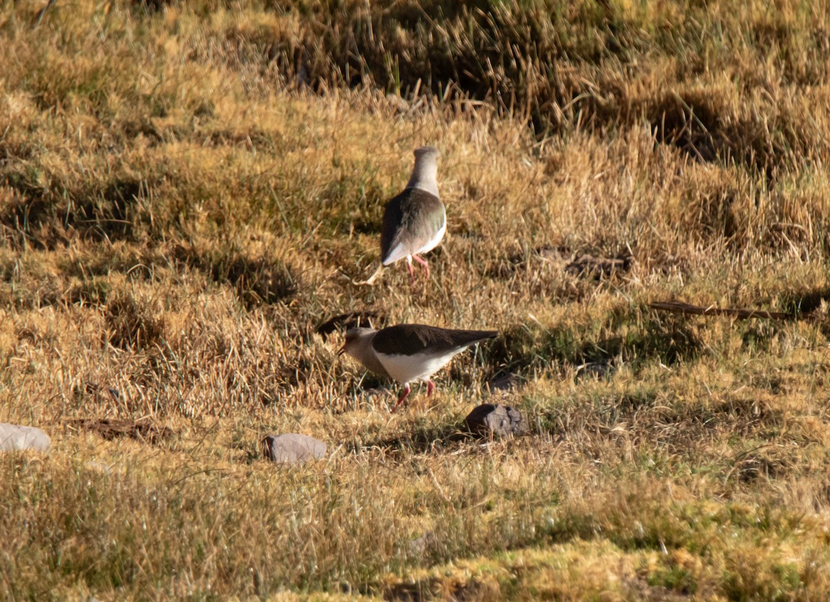 Andean Lapwing - ML622201733