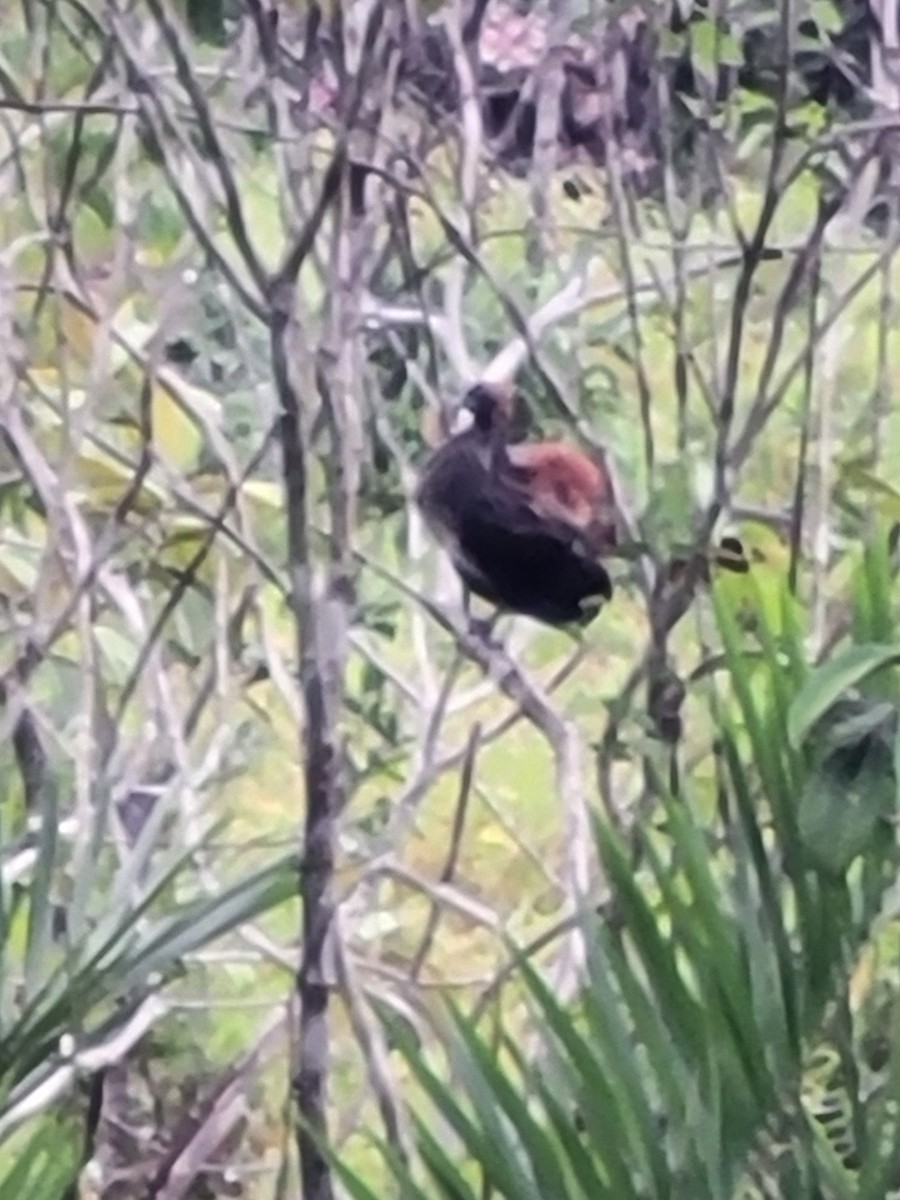 East Brazilian Chachalaca - ML622201766