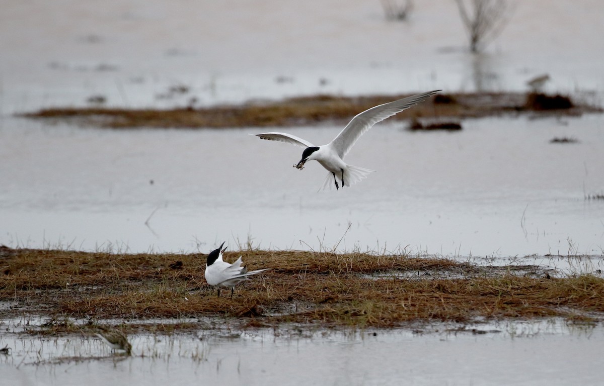 Gull-billed Tern - ML62220181