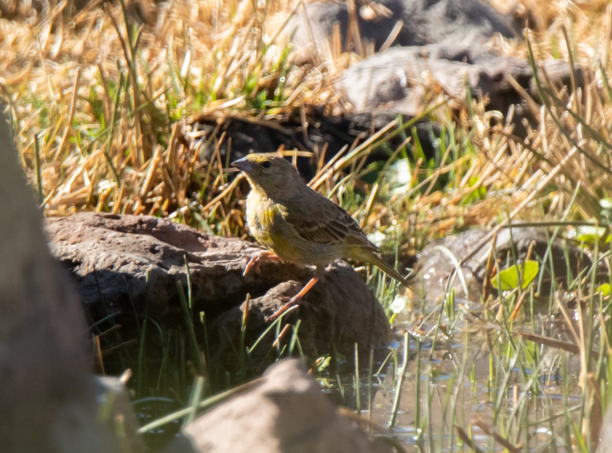 Greenish Yellow-Finch - ML622201858