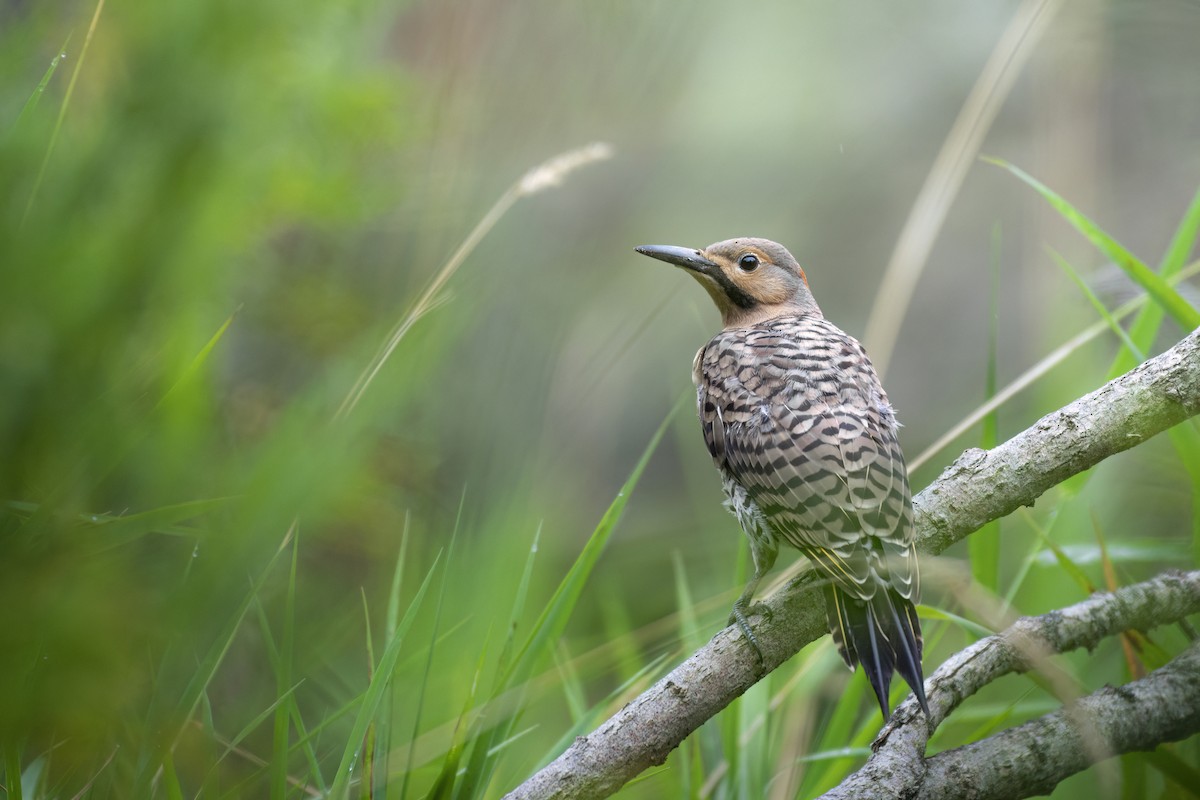 Northern Flicker (Yellow-shafted) - ML622201862