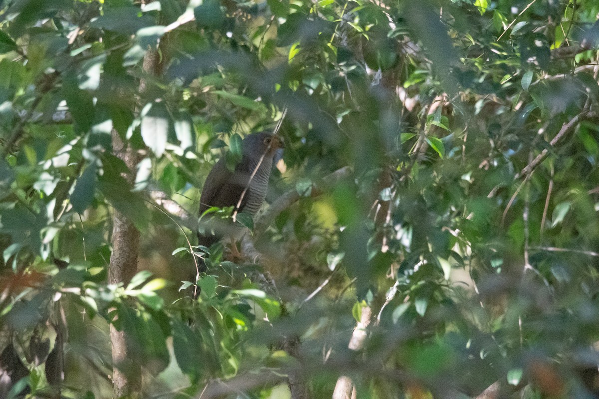 Barred Forest-Falcon - ML622201937