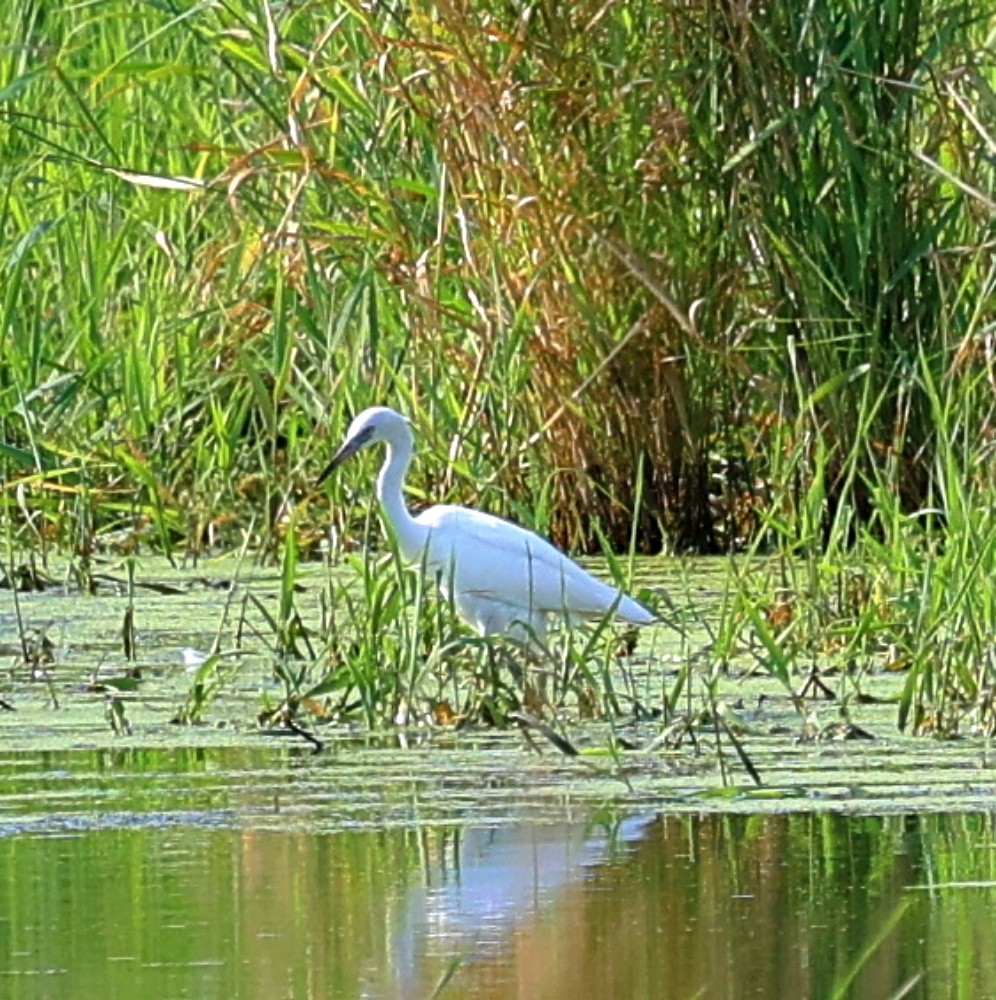 Little Blue Heron - ML622202000