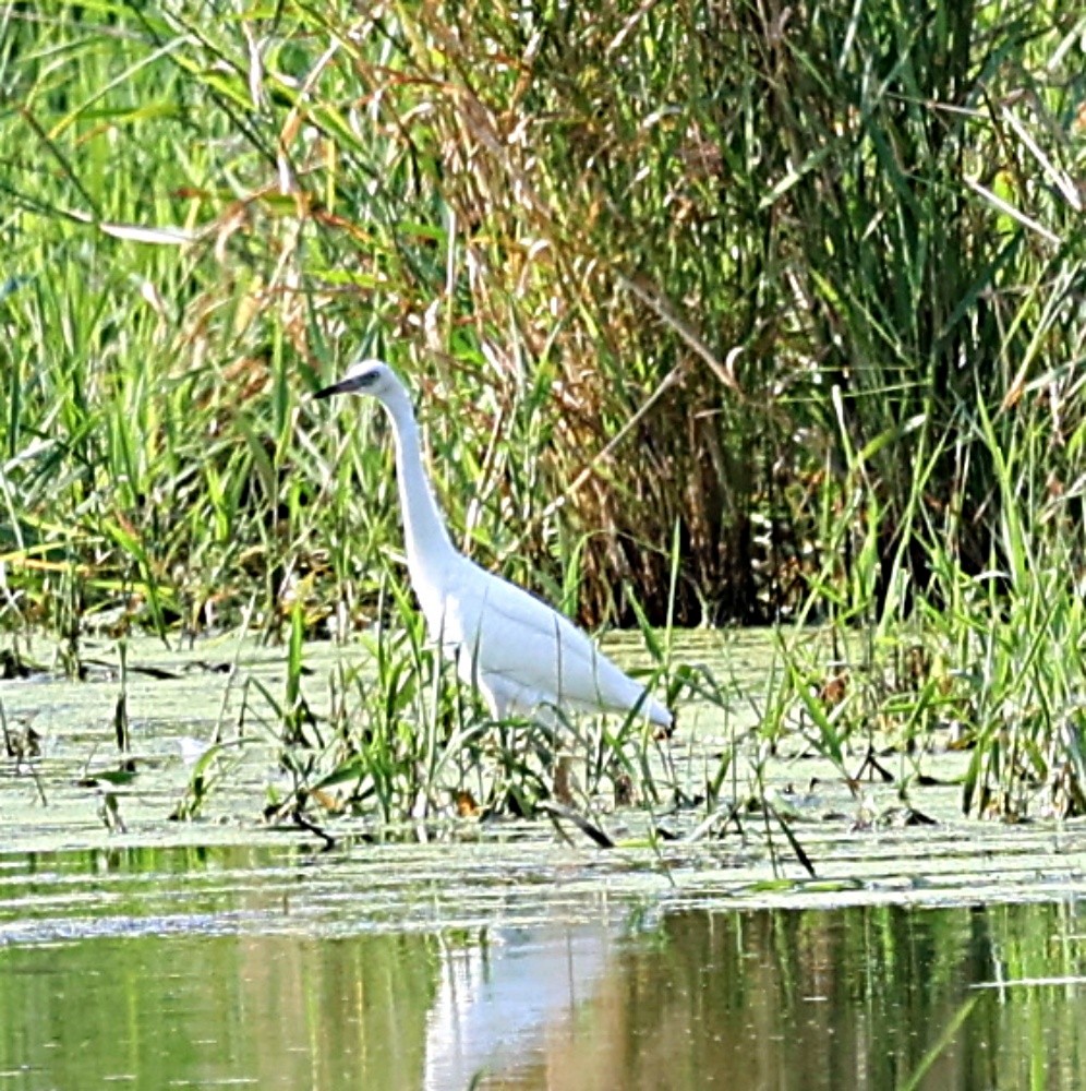 Little Blue Heron - ML622202001