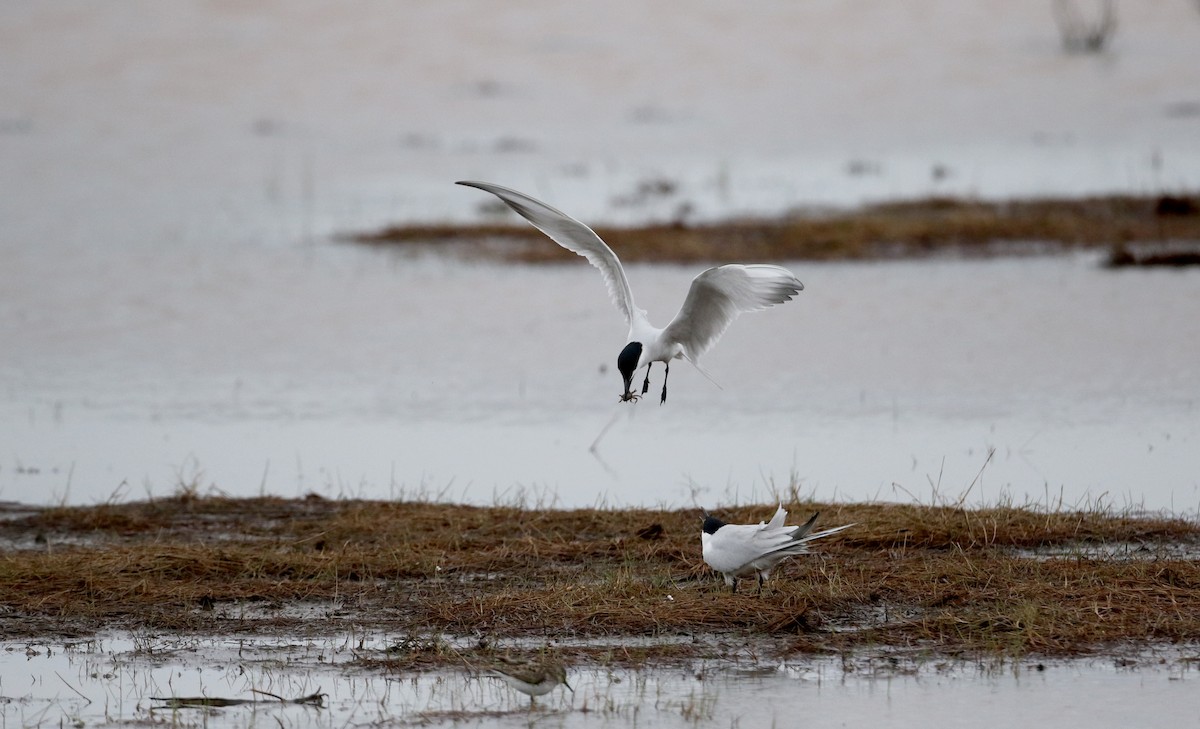 Gull-billed Tern - ML62220201