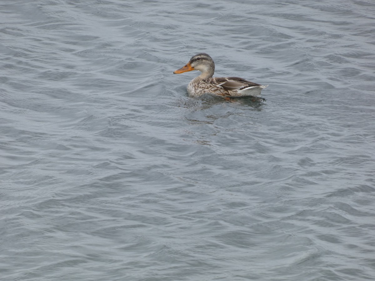 Mallard - Mike Tuer