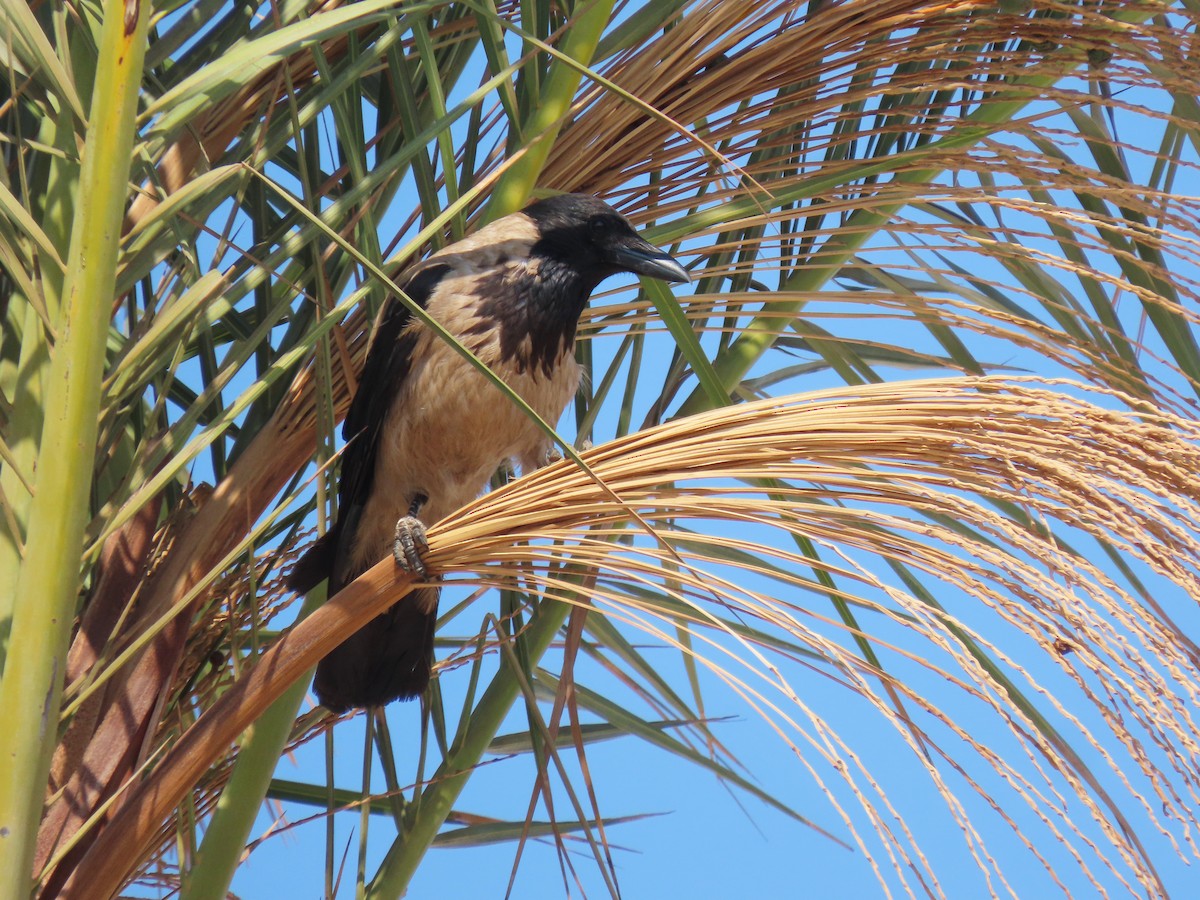 Hooded Crow - Andrés Balfagón Sarrión