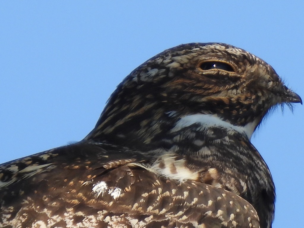 Common Nighthawk - Denise Hughes