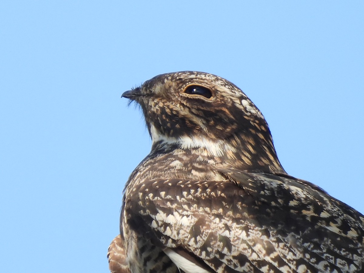 Common Nighthawk - Denise Hughes