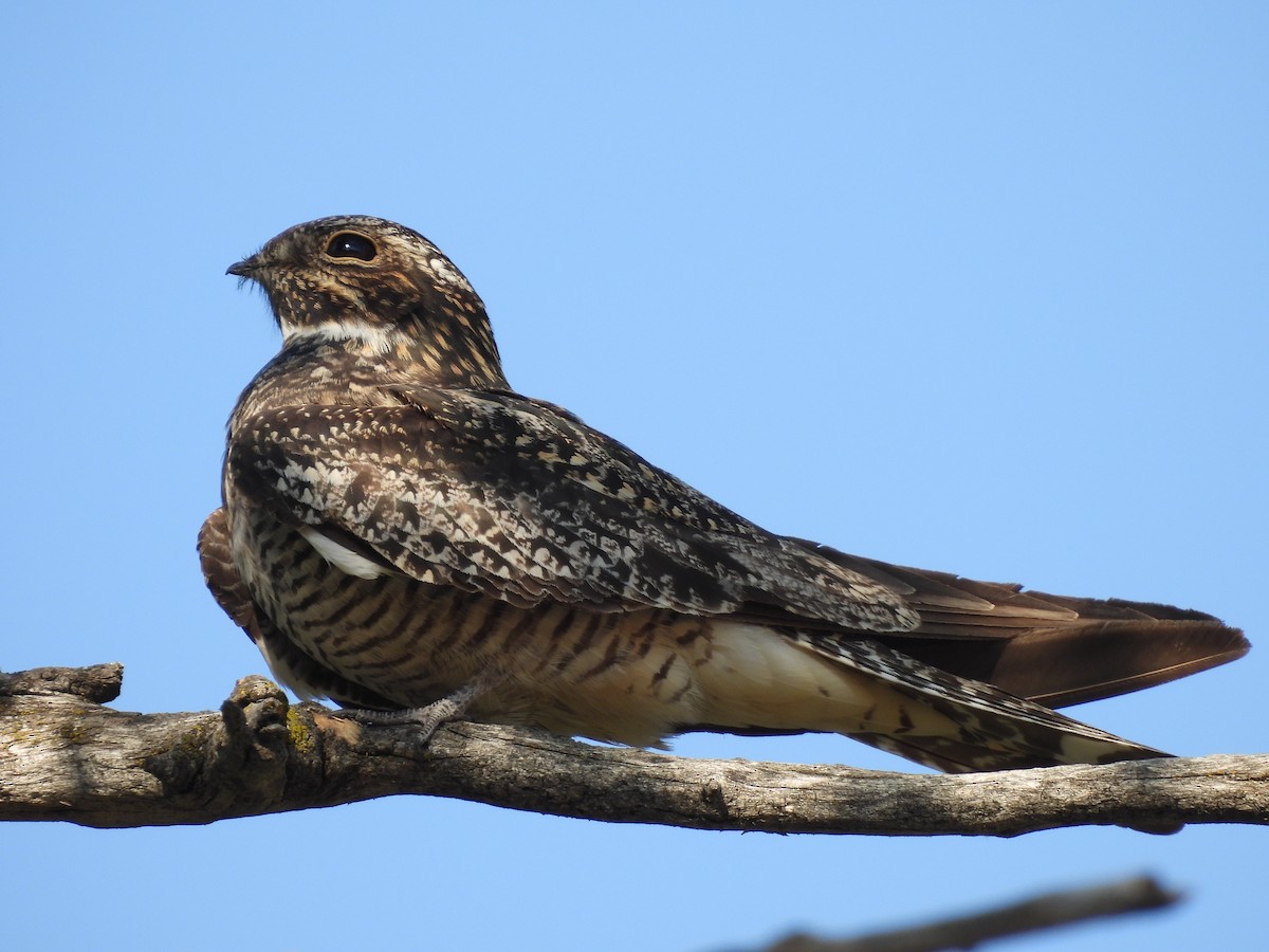 Common Nighthawk - ML622202182