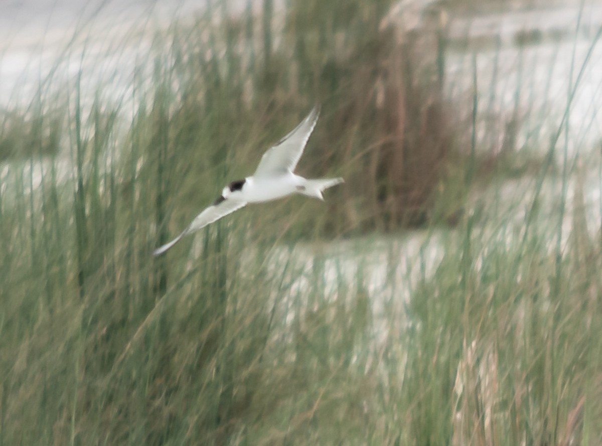 tern sp. - ML622202190