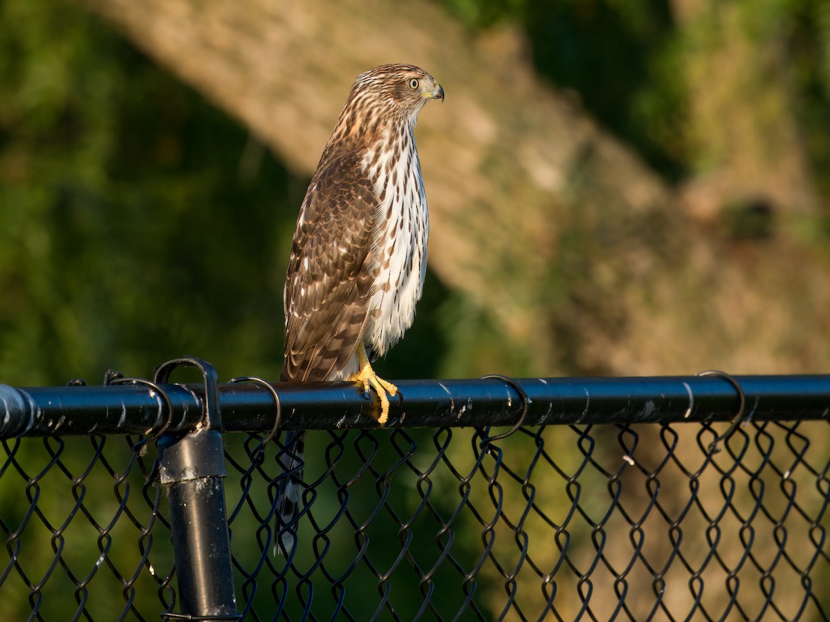 Cooper's Hawk - ML622202349