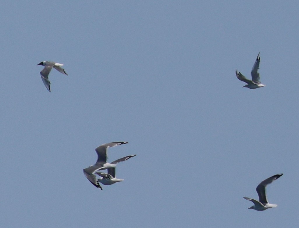 Bonaparte's Gull - ML622202388