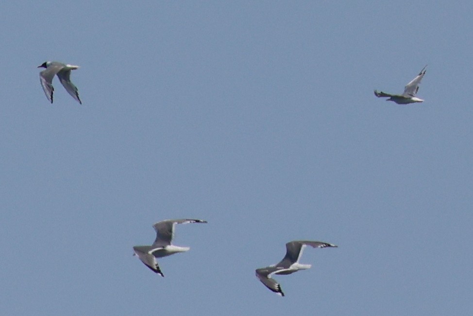 Short-billed Gull - ML622202417
