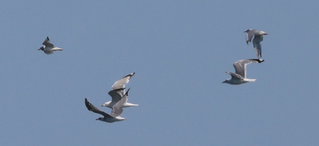 Short-billed Gull - ML622202419