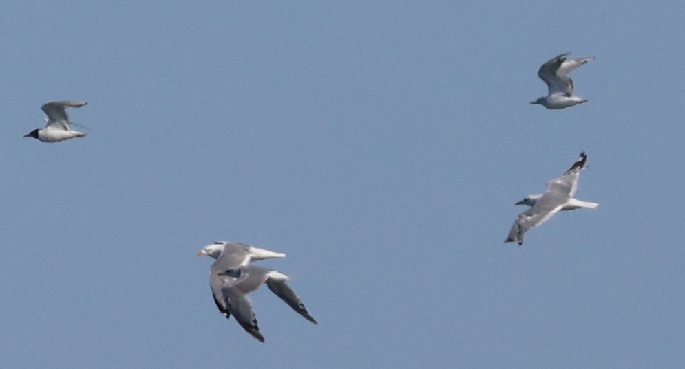 Short-billed Gull - ML622202420