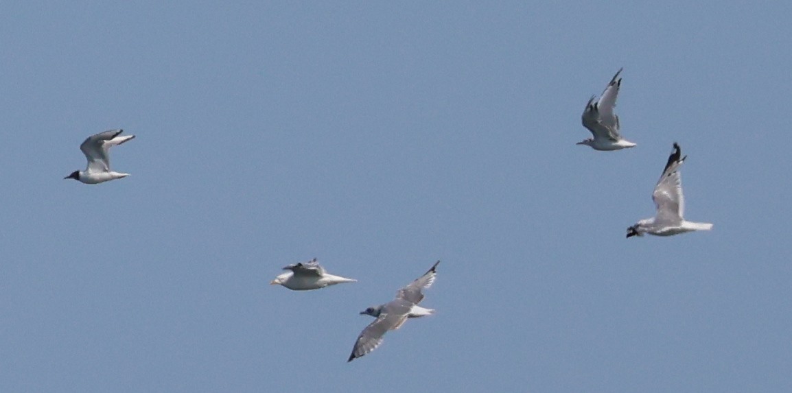 Short-billed Gull - ML622202423