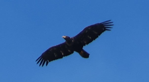Bald Eagle - ML622202482