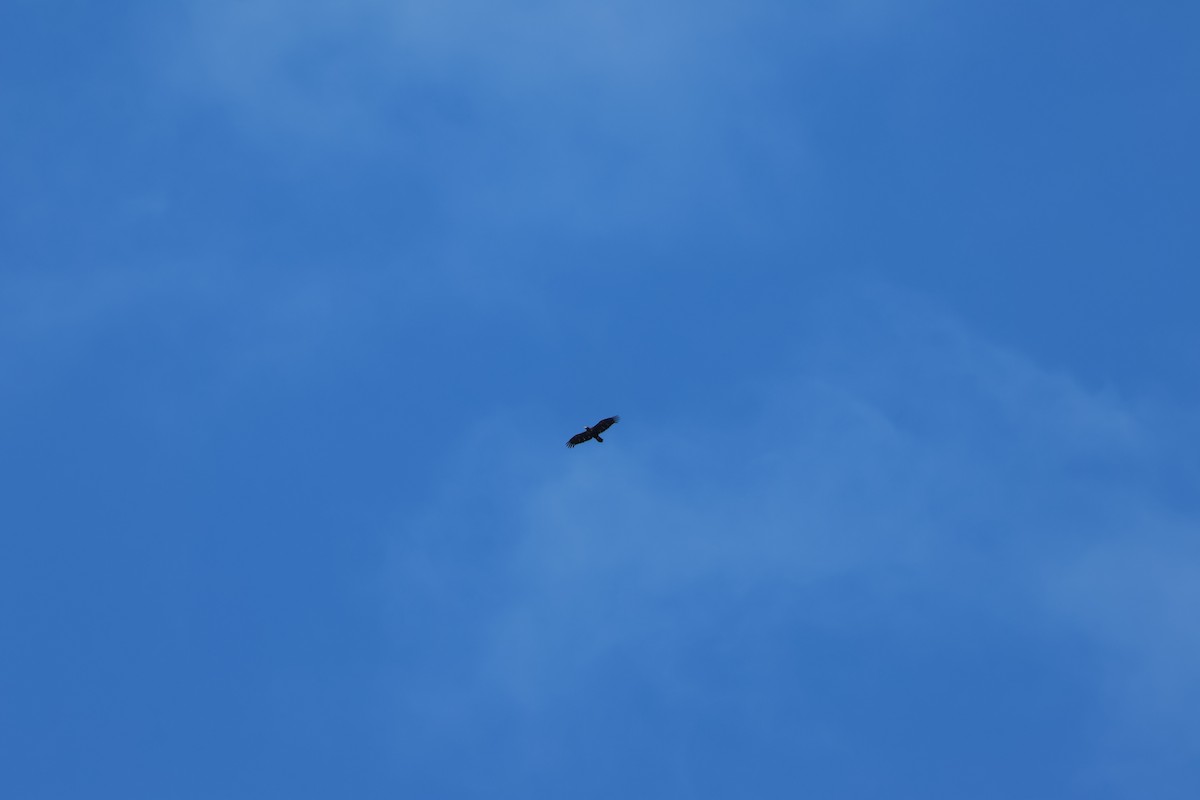 Bald Eagle - ML622202486