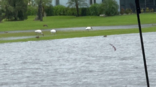 Wood Stork - ML622202580