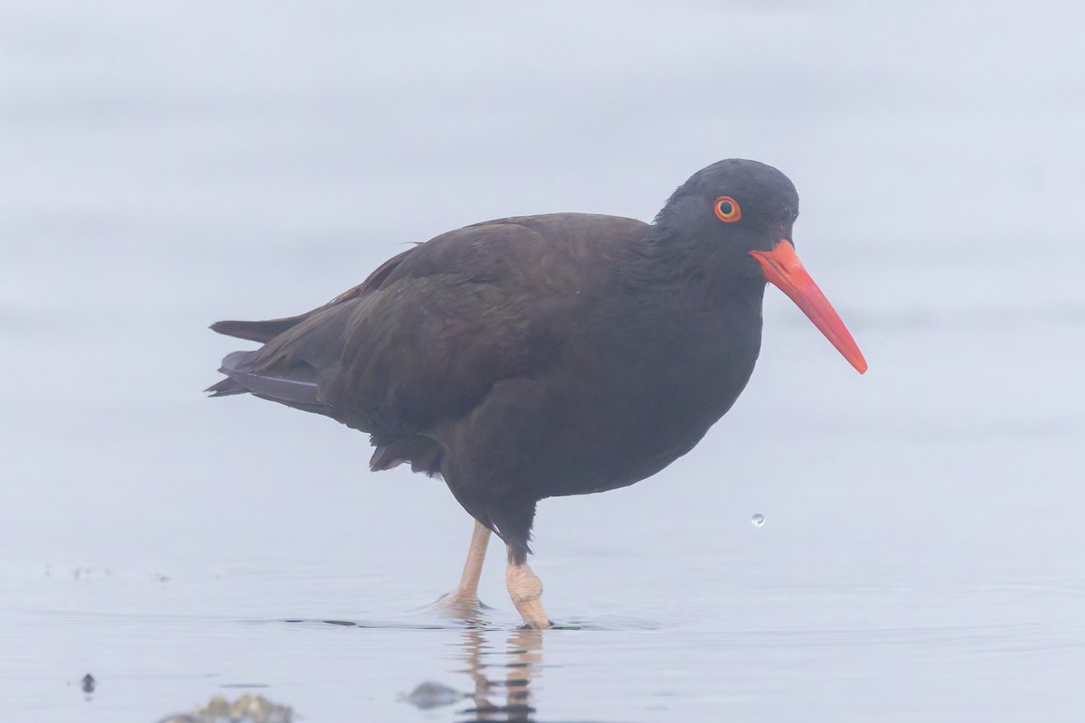 Black Oystercatcher - ML622202604