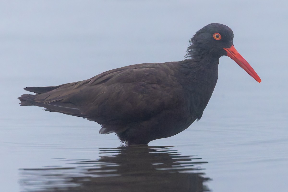 Black Oystercatcher - ML622202605