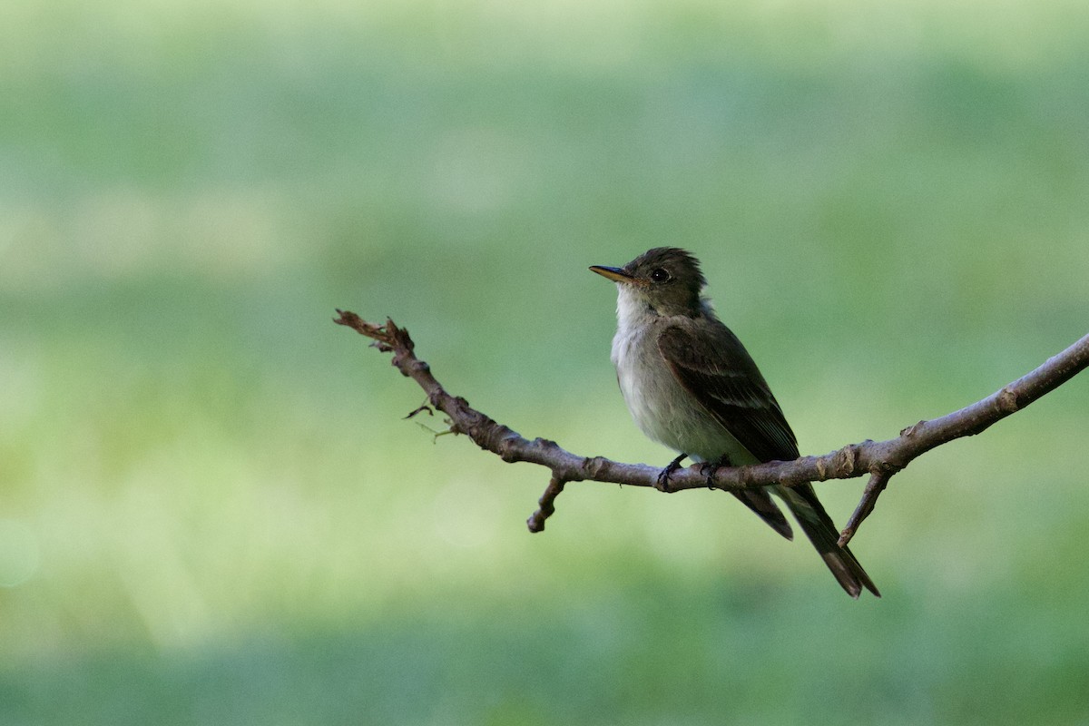 Eastern Wood-Pewee - ML622202609