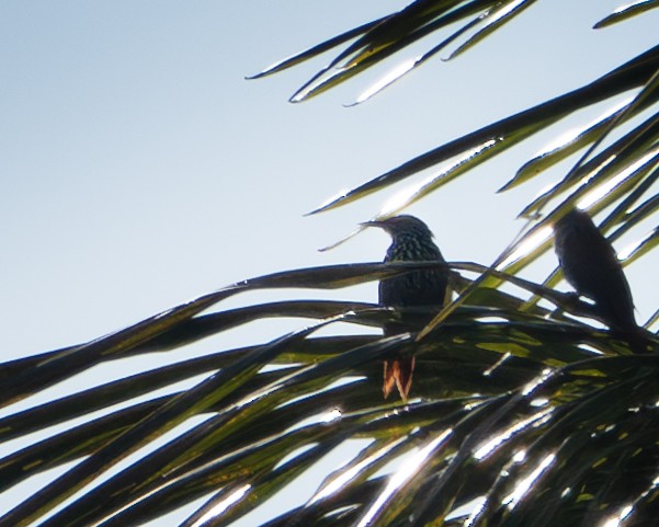 Point-tailed Palmcreeper - ML622202695