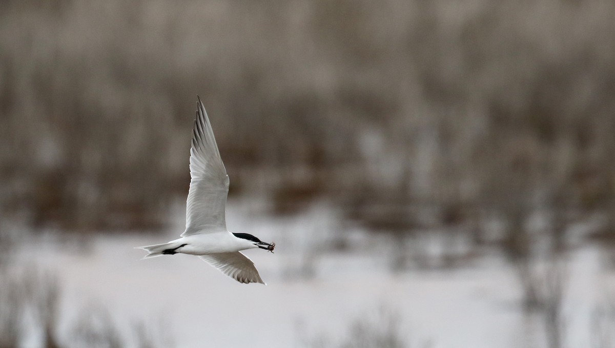 Gull-billed Tern - ML62220271