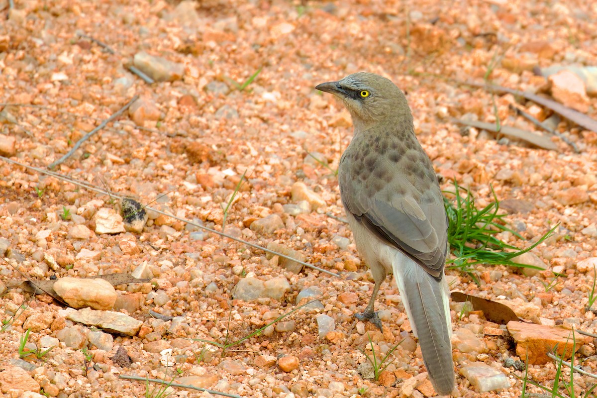 Large Gray Babbler - ML622202745