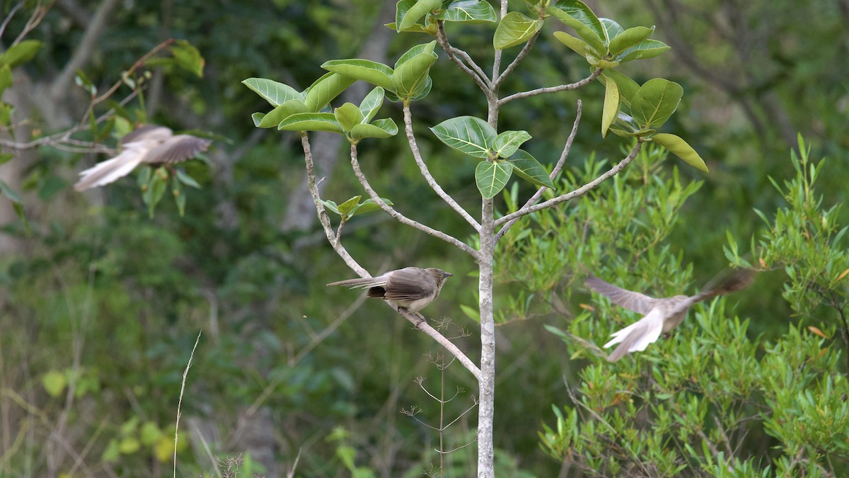 Large Gray Babbler - ML622202769