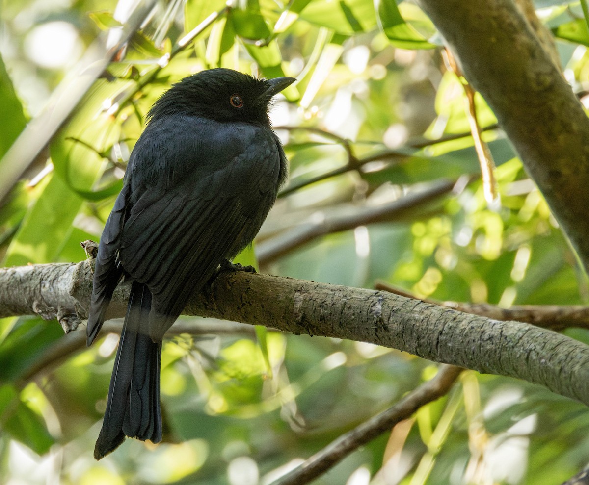 Square-tailed Drongo - ML622202937