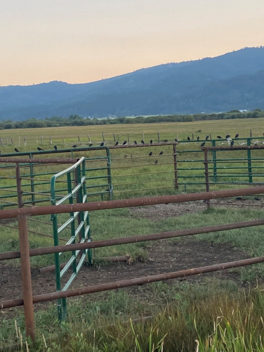 Brewer's Blackbird - ML622202978