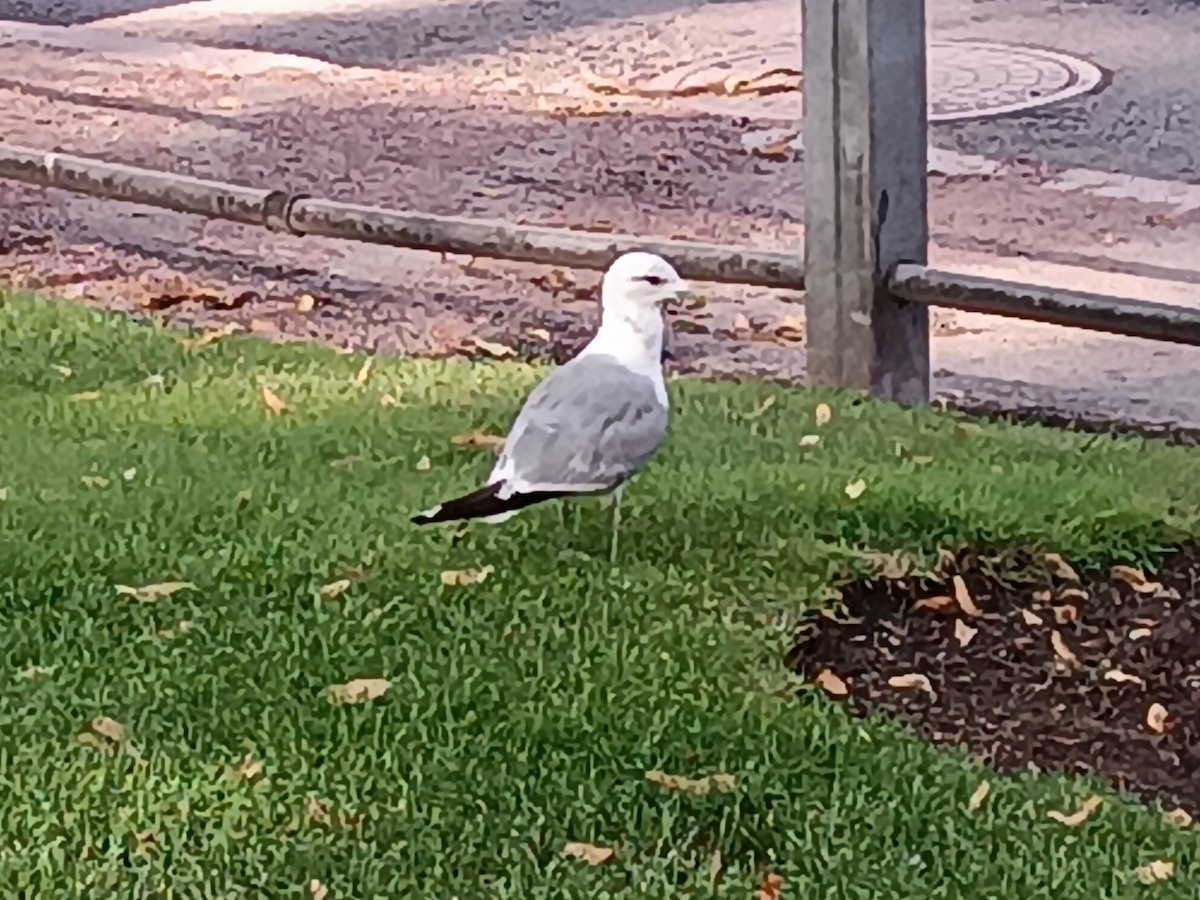 Common Gull - ML622203124