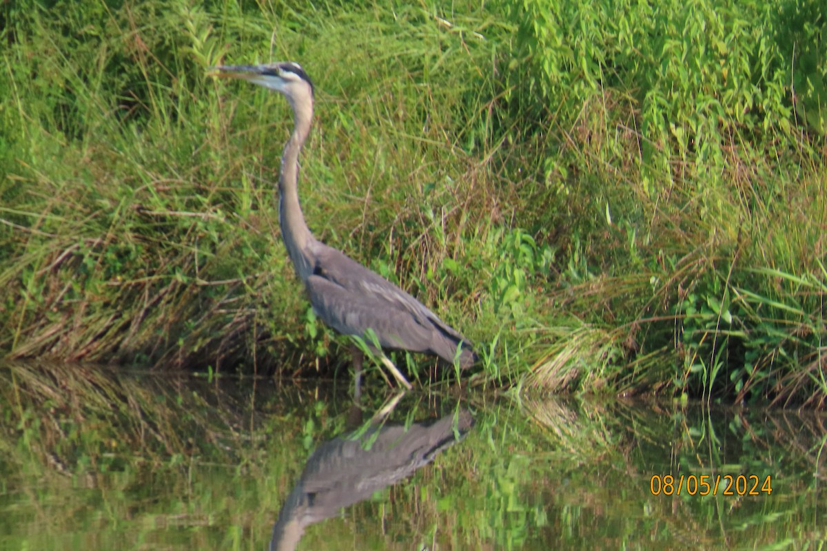 Great Blue Heron - Penelope Reighart